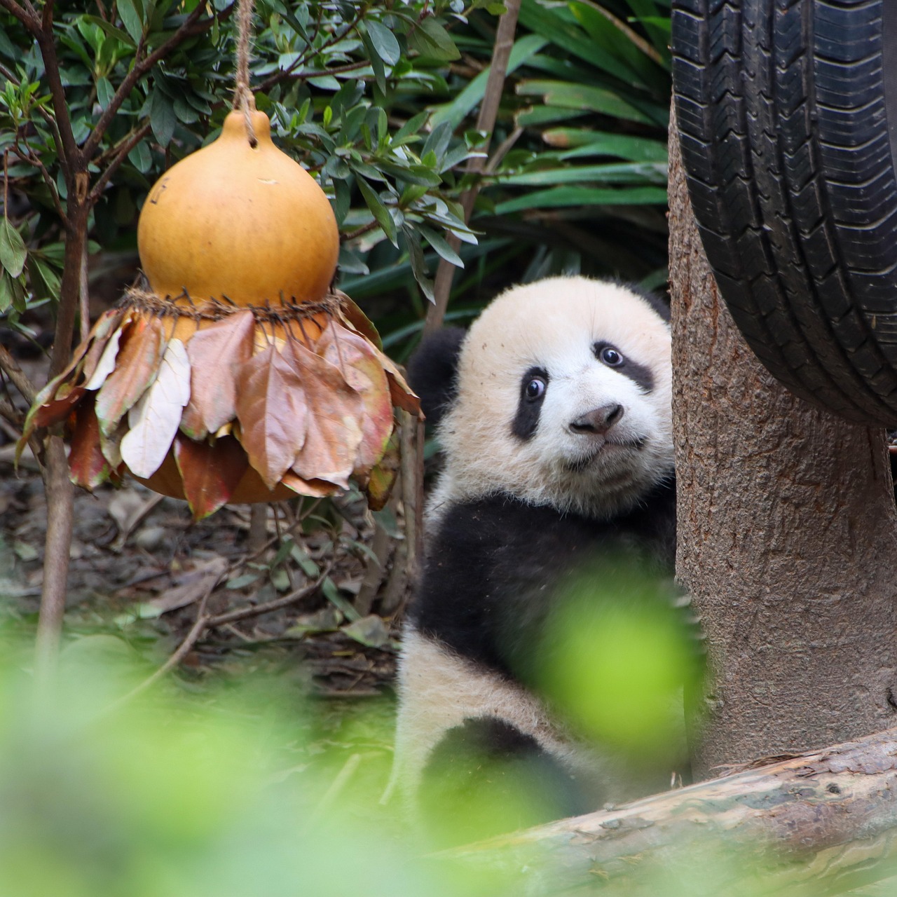 Reservations and Tickets for the Chengdu Panda Base in Chengdu with smooth arrival planning