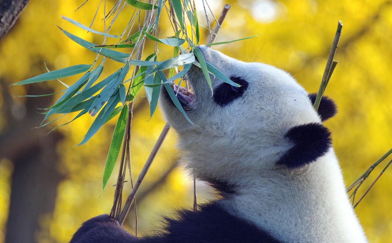 Seeing Pandas Up Close at the Giant Panda Base during feeding time at the Chengdu Research Base of Giant Panda Breeding