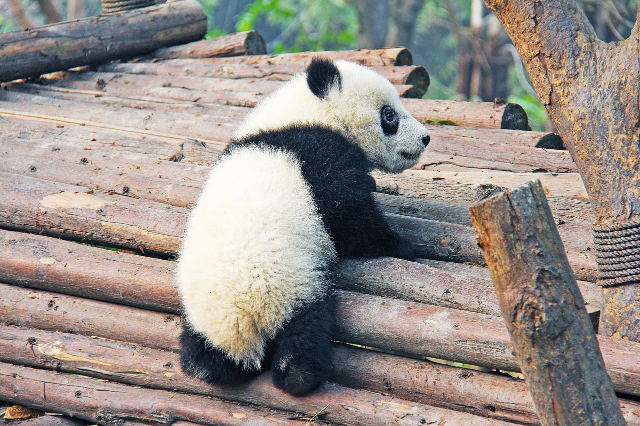 Museum and Research Insight at Chengdu Research Base of Giant with exhibits inside the Giant Panda Museum