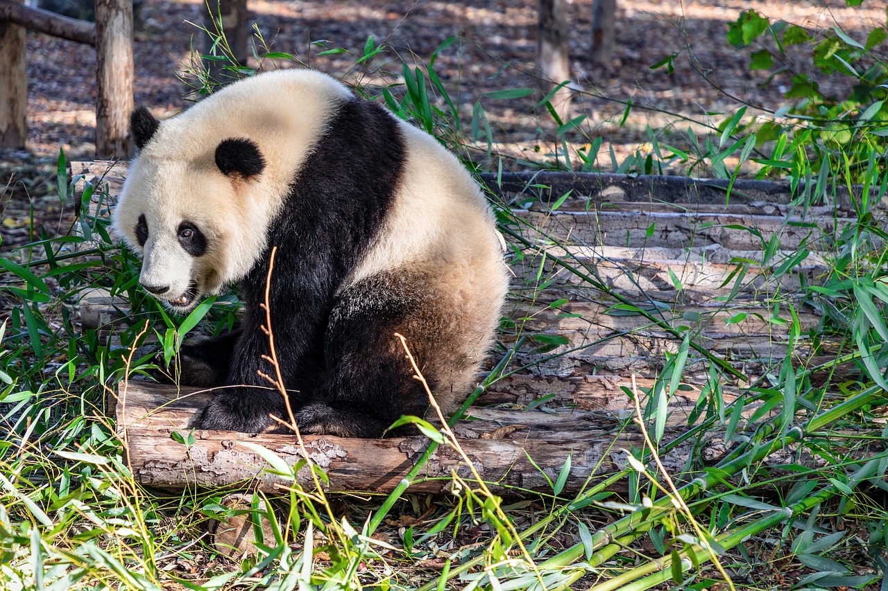 Volunteer Experiences and Other Panda Breeding Centres near Chengdu including Dujiangyan panda and Bifengxia options