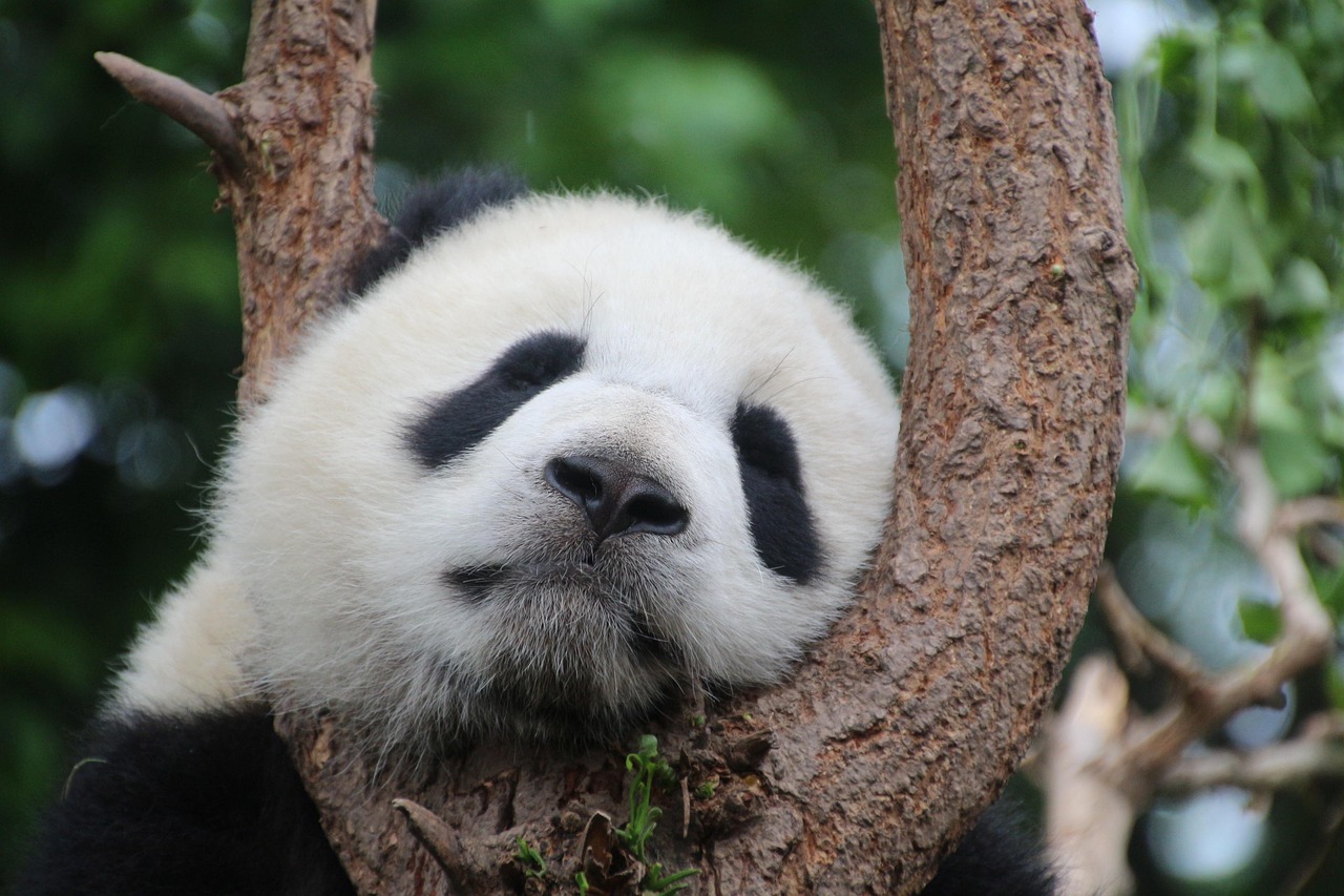 Chengdu Panda Base First Look for Adventure Seekers among bamboo habitats in Tianfu Chengdu