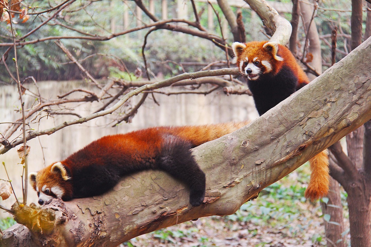 Best Time to Visit the Chengdu Research Base of Giant Panda Breeding China with quiet morning viewing