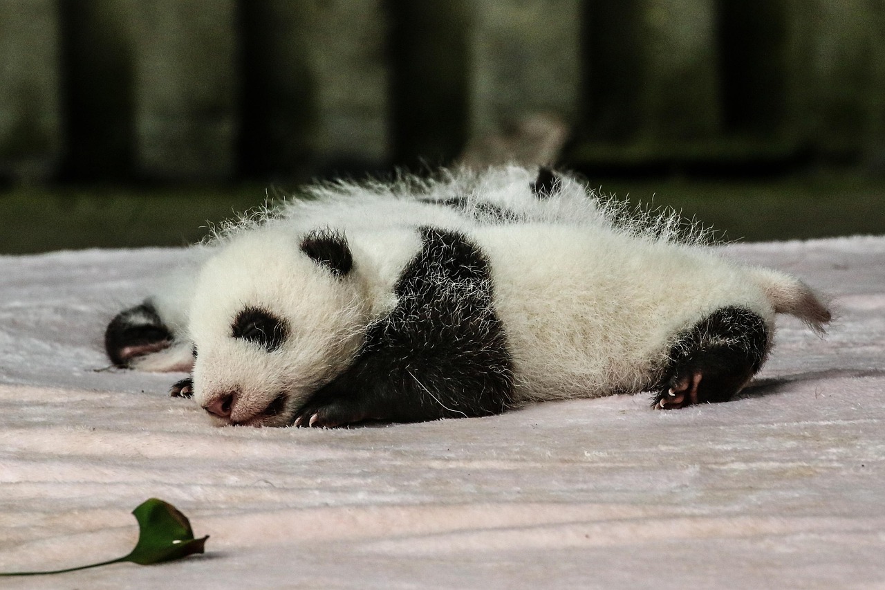 Panda Nursery and Panda Breeding Research With Conservation Insight at the base of giant panda breeding in China
