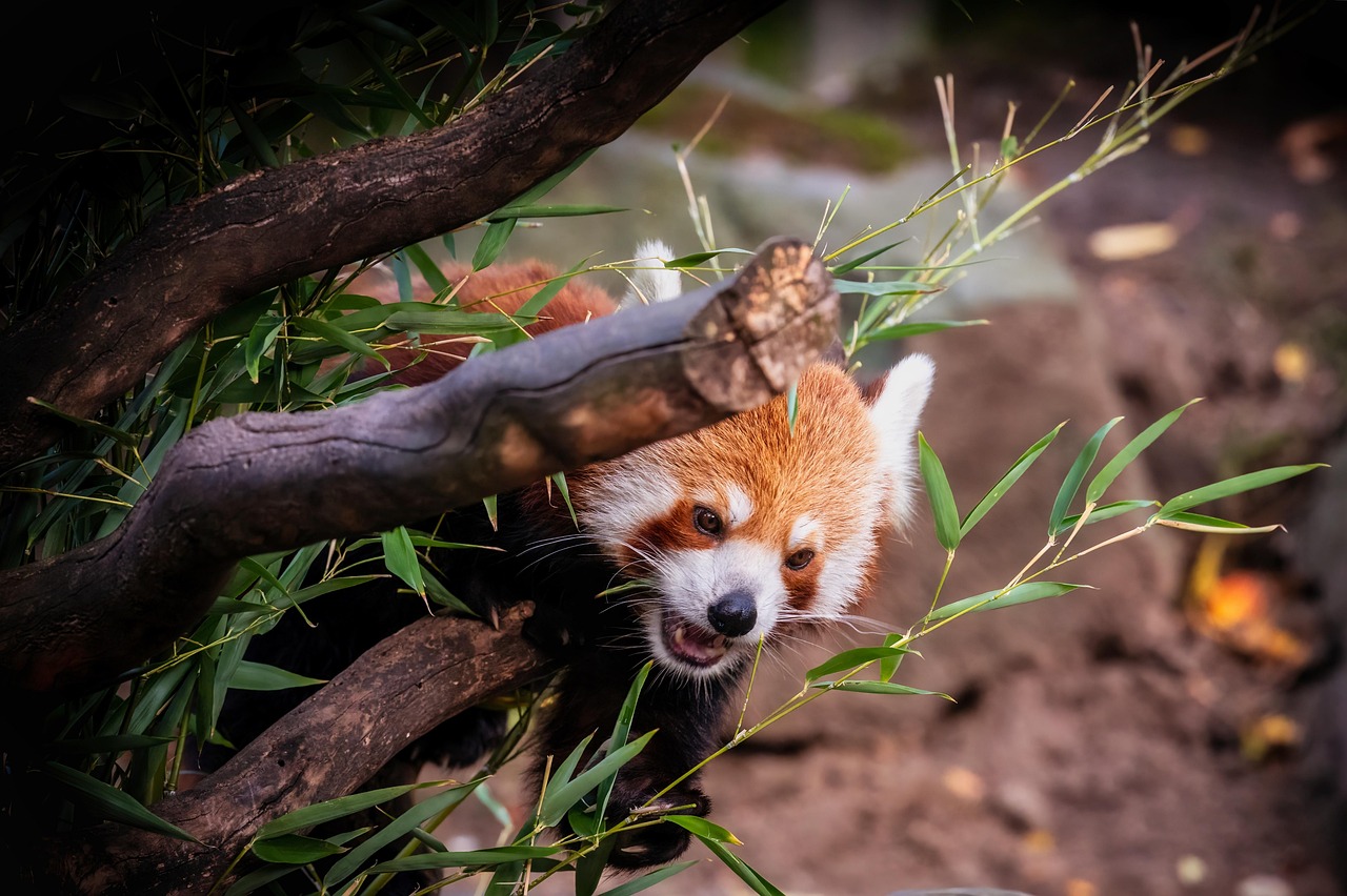 Red Panda Encounters Gardens and Sichuan Side Quests with a red panda in Chengdu