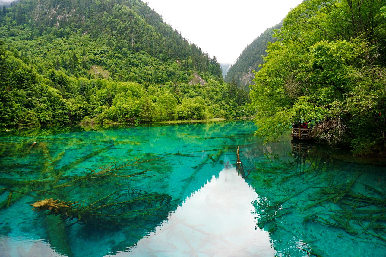 Ancient forests and wildlife in Jiuzhaigou National Park with altitude transitions