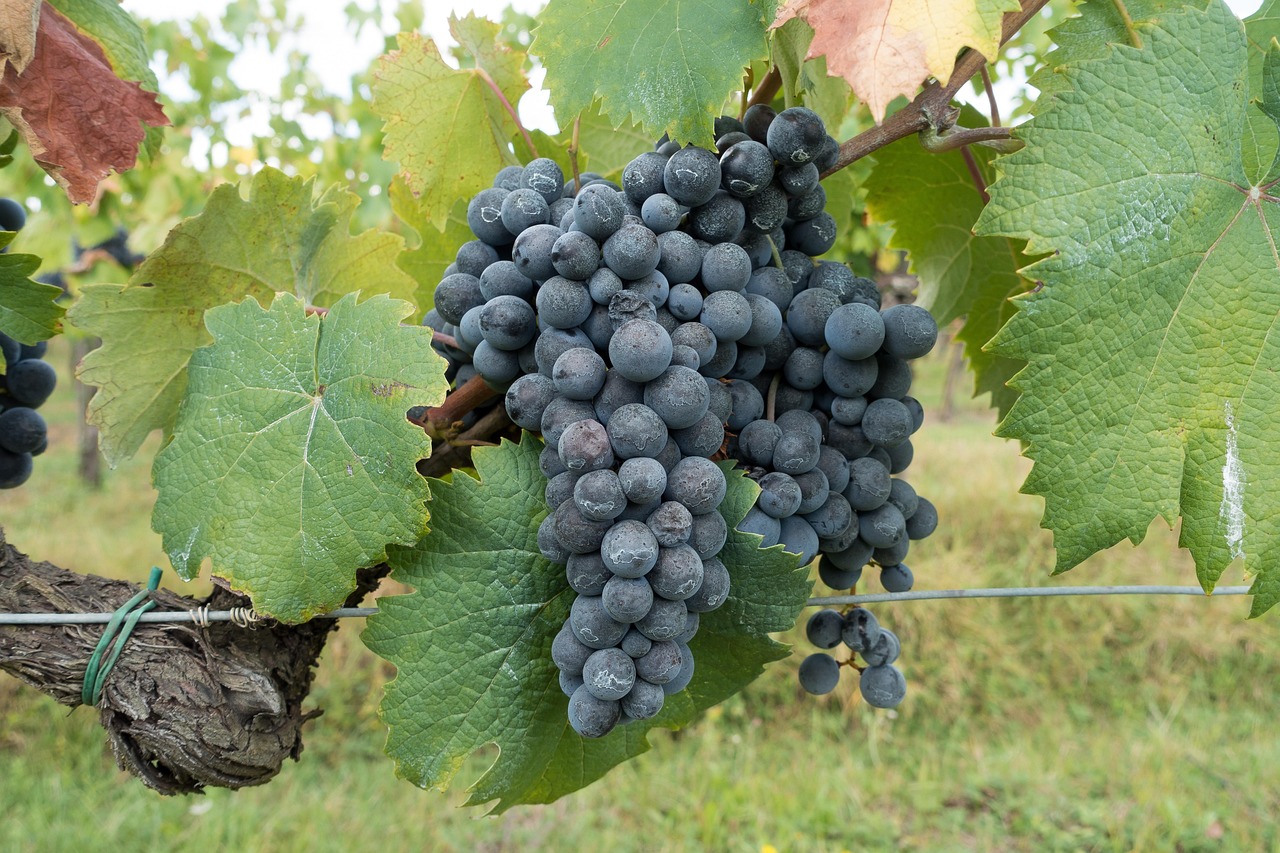 Florence and Tuscany day trip by rental car Chianti through vineyards and hill towns