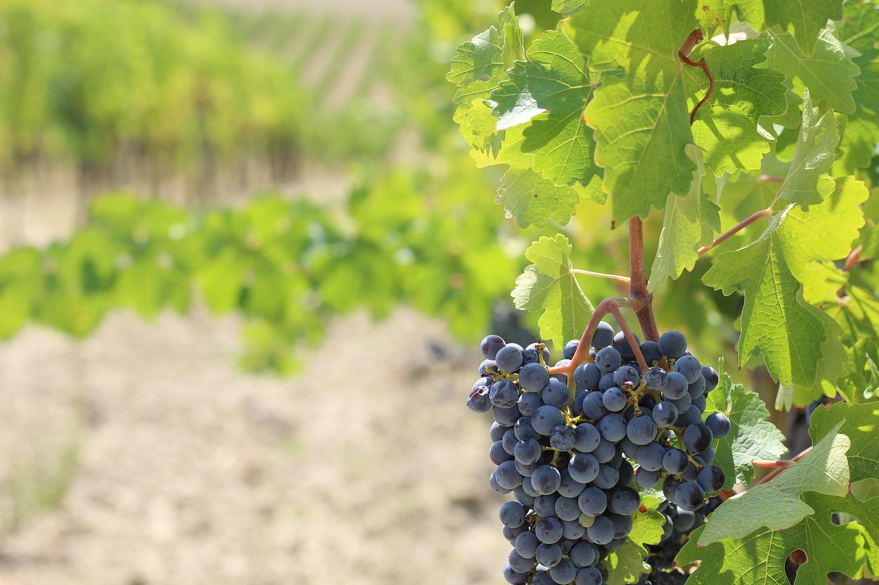 Florence and Tuscany Crafted Art and Vineyards with Chianti grapes