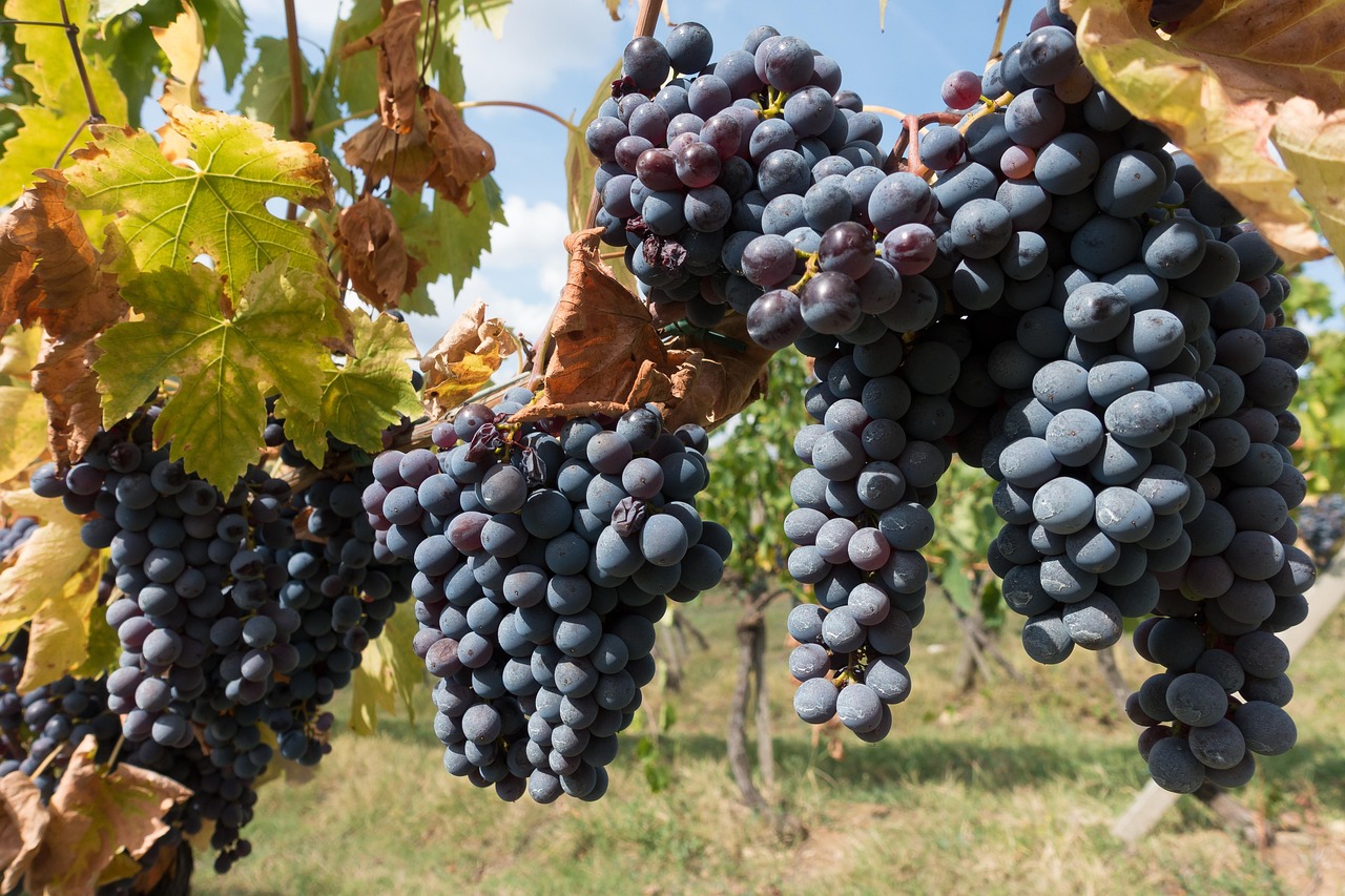 Chianti wine region villas truffles and hidden vineyards on a Florence day trip