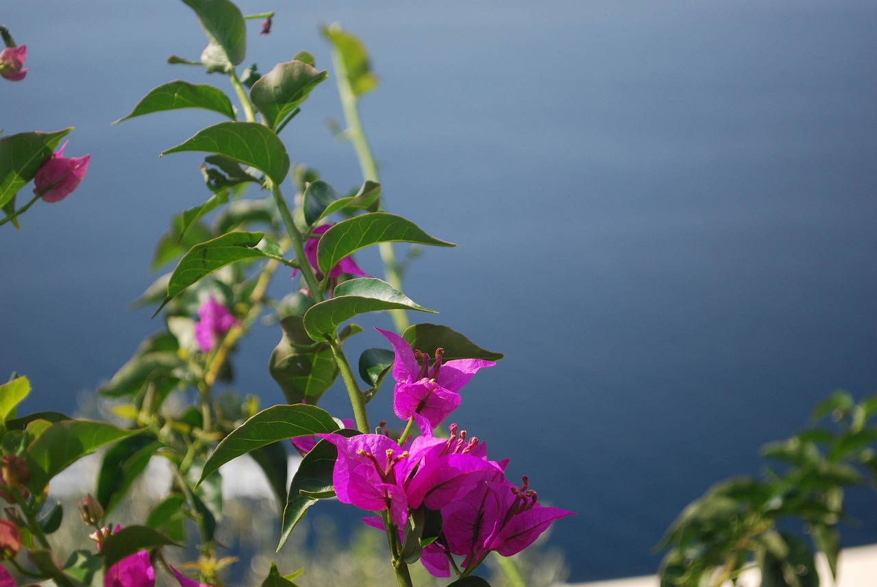 Amalfi Coast Coastline Drama Positano Ravello and Naples with cliffside views
