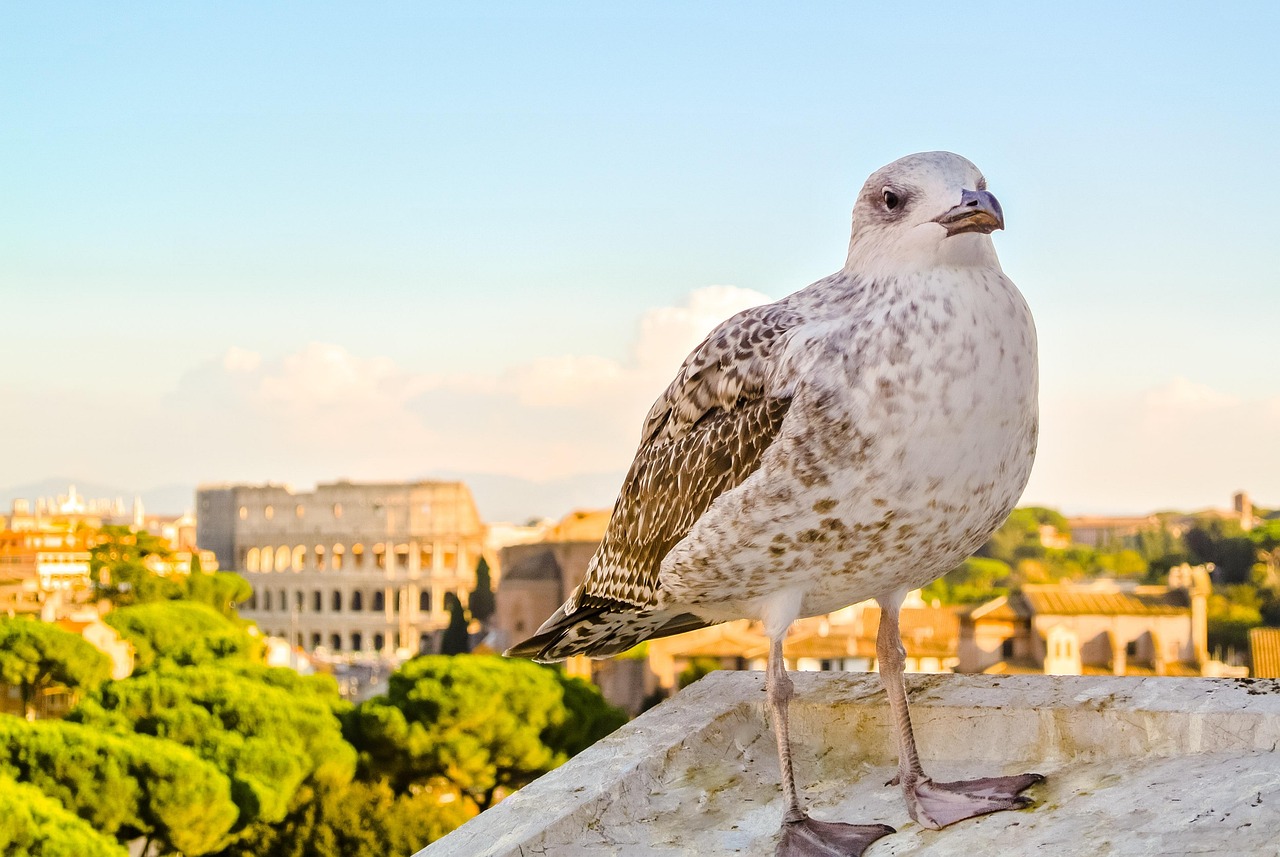 Explore Upper Tiers Views Over Rome and Ancient Rome