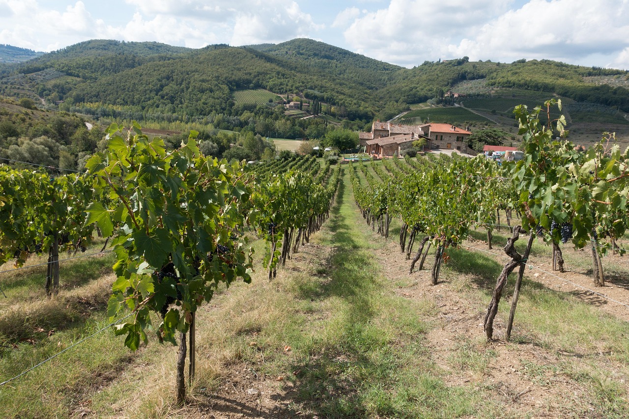 Tuscany Wine Estates and Tuscan Hilltown Elegance with vineyard views