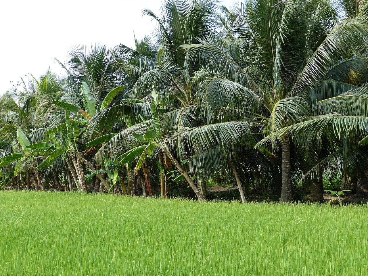 Around Ho Chi Minh City Private Escapes to Cu Chi Tunnels and Mekong Delta