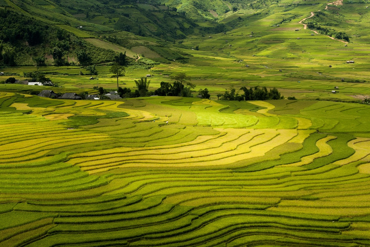 Muong Hoa Valley terrace trek from Lao Chai to Ta Van with sweeping rice terraces