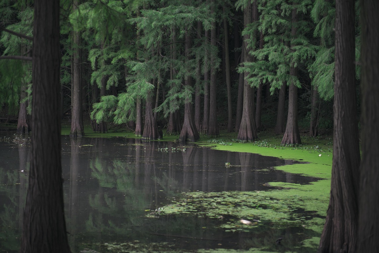Temples Towns and Wild Wetlands of the Delta from Can Tho to Tra Su Cajuput Forest
