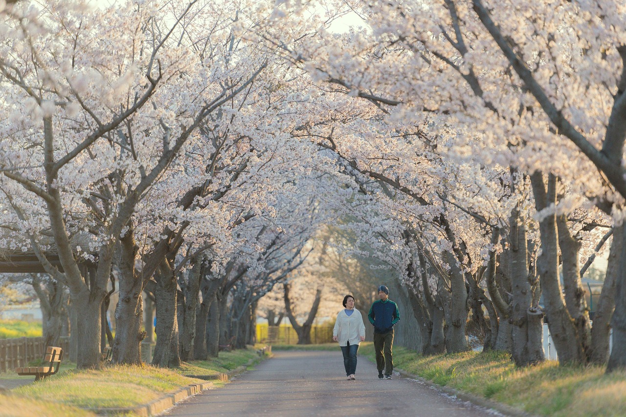 Seasons in Japan for cherry blossom and autumn light