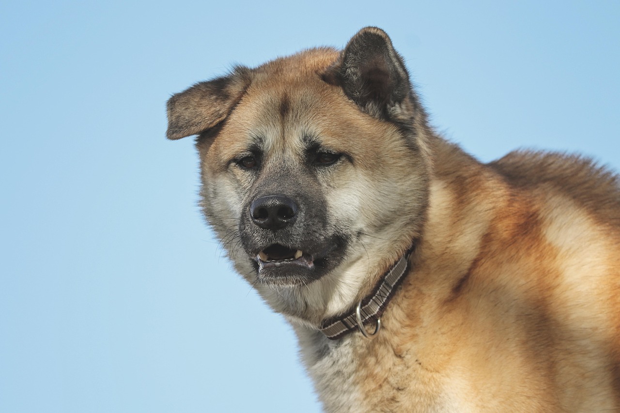 The Story of Hachiko Hachi Professor Ueno University of Tokyo Akita Dog