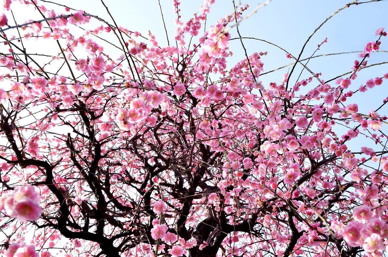 Explore the East Gardens and Imperial Palace East Gardens Highlights
