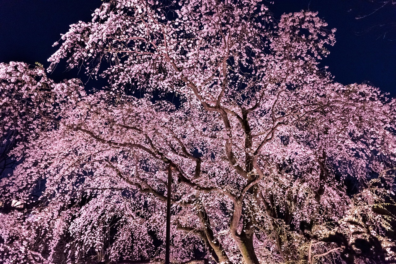 Spring cherry trees and special viewing calm at Rikugien Garden