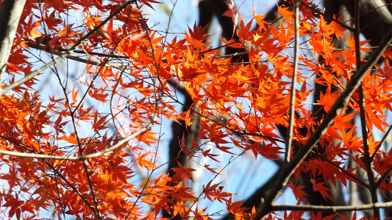 Seamless logistics and nearby attractions for Rikugien Garden in Tokyo
