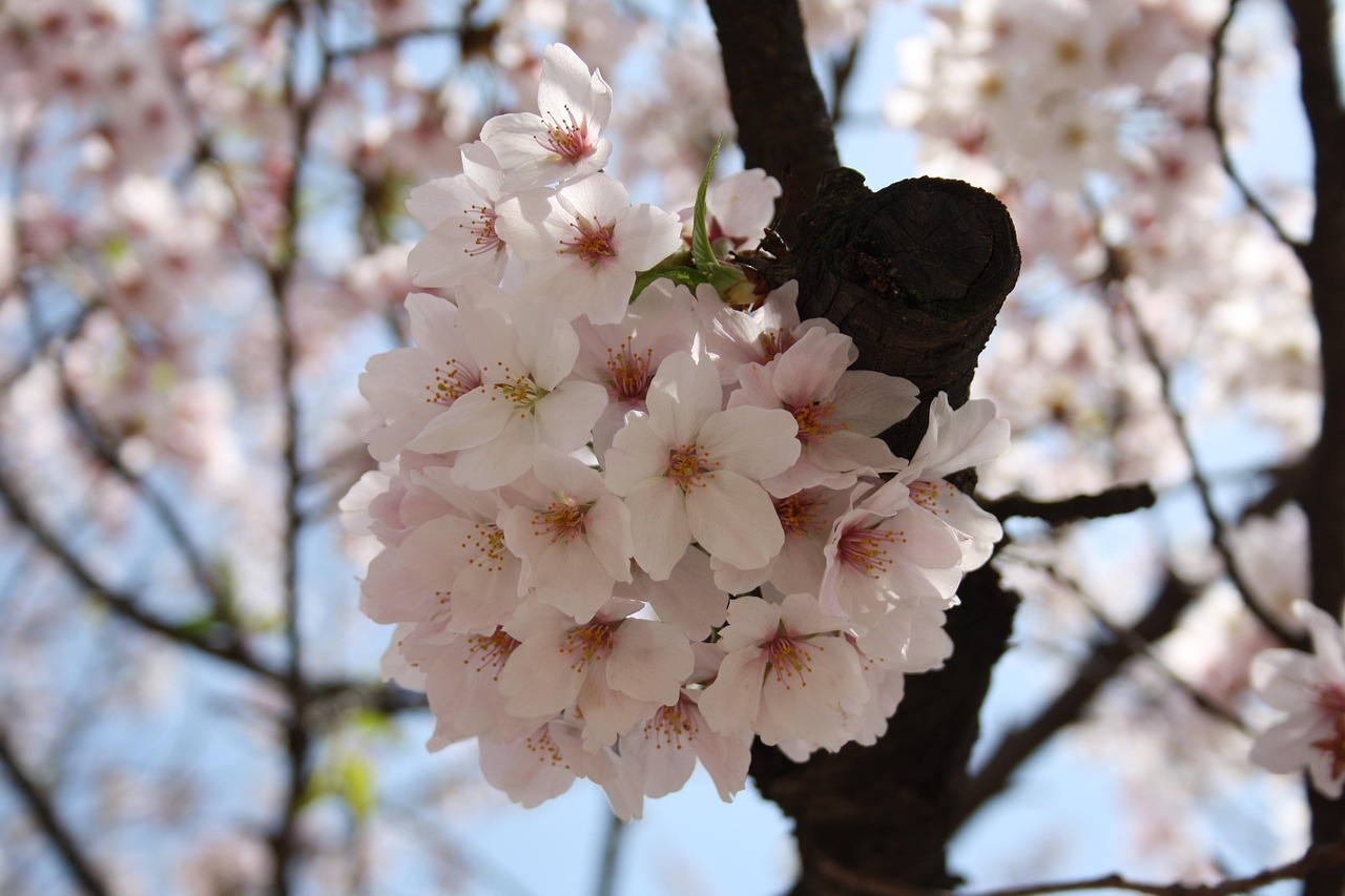 Things to do in Shinjuku from gardens to skyline views
