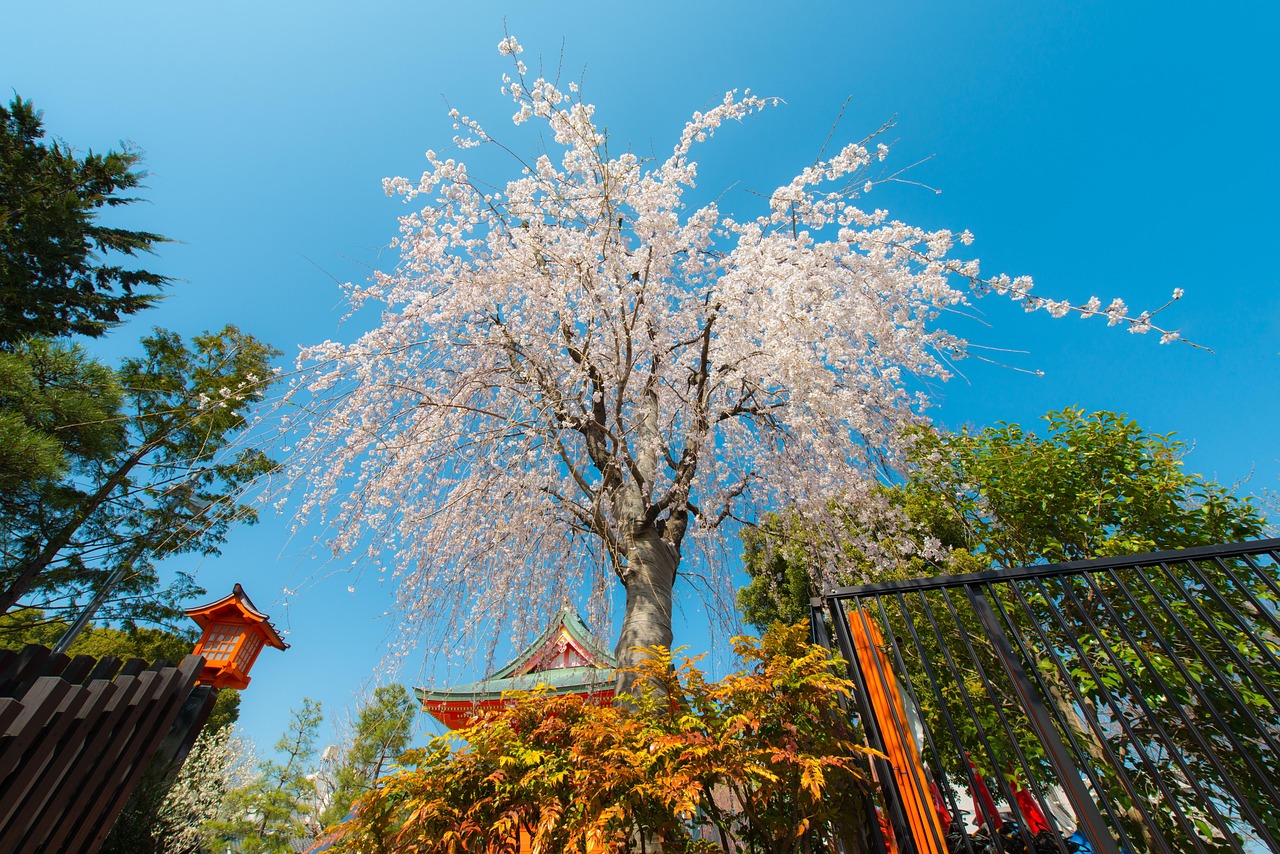 Seasonal Shinjuku Gyoen scenes from sakura to autumn