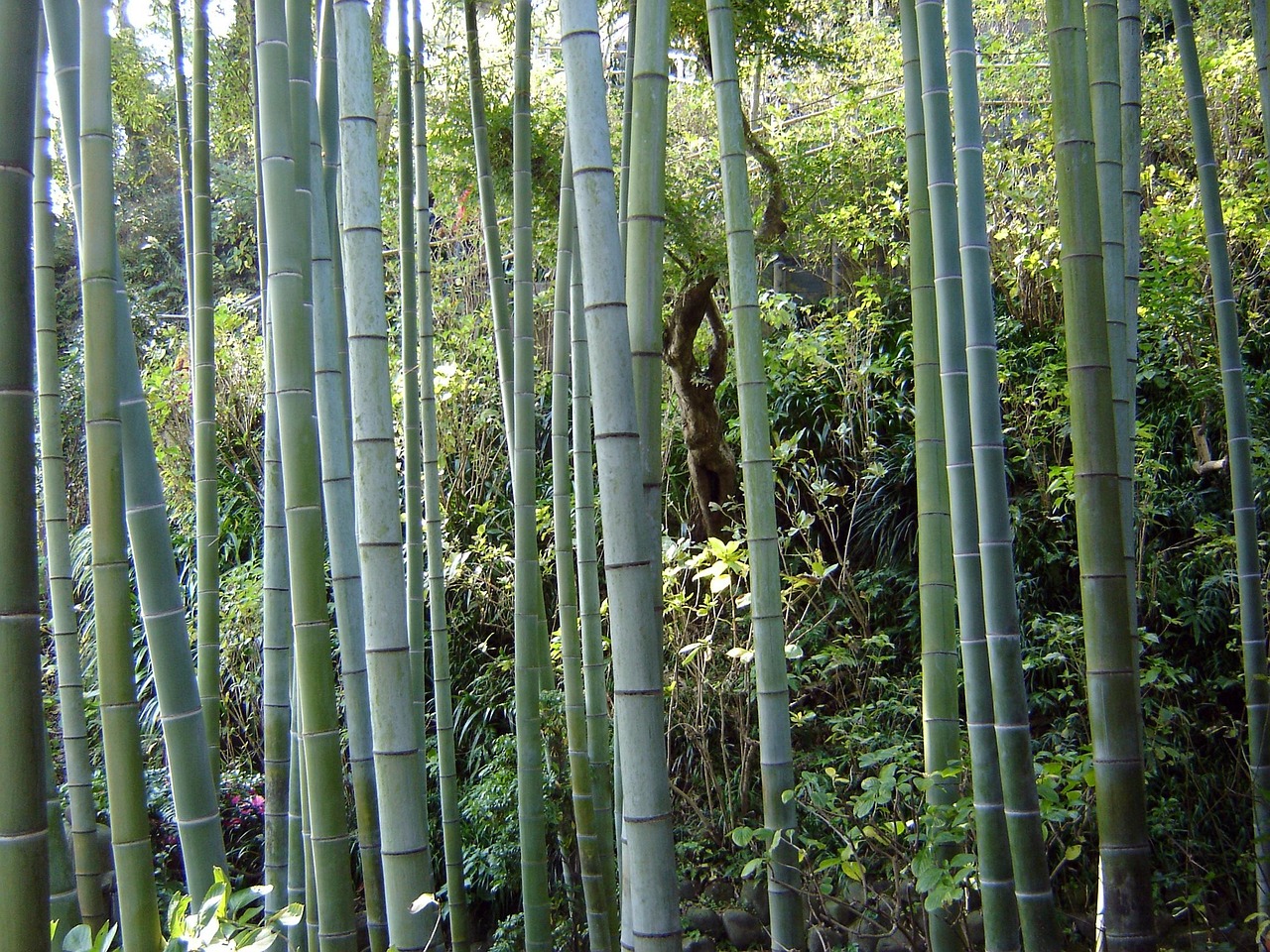Uncover the botanical greenhouse and indoor jungle calm
