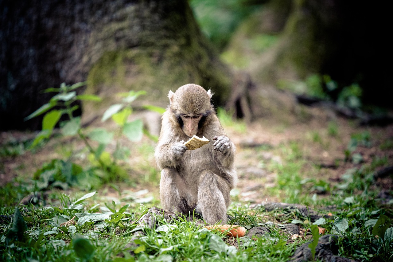 Japanese Animal Zone for local insight at Ueno Zoo Japan