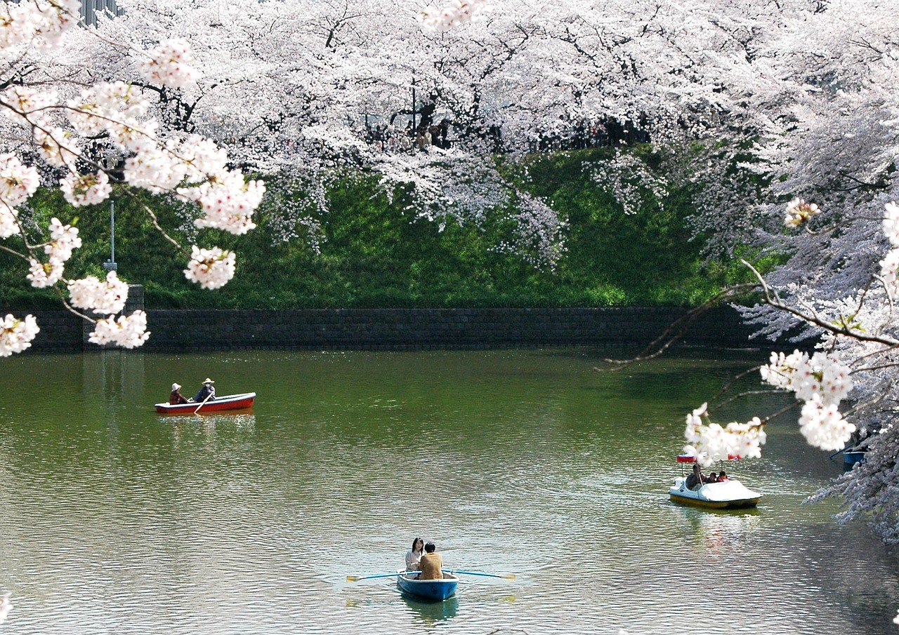 Spring blossoms in palace gardens in Kyoto