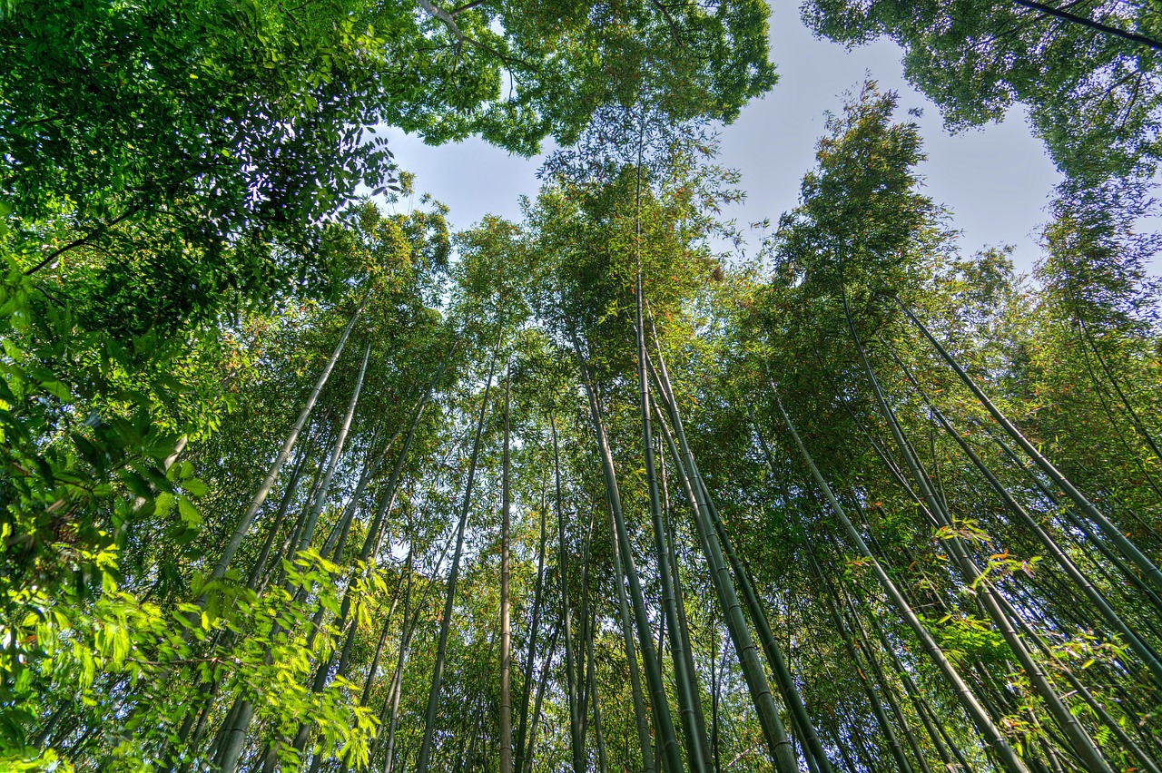 See in Kyoto Arashiyama bamboo forest before dawn for a serene day trip