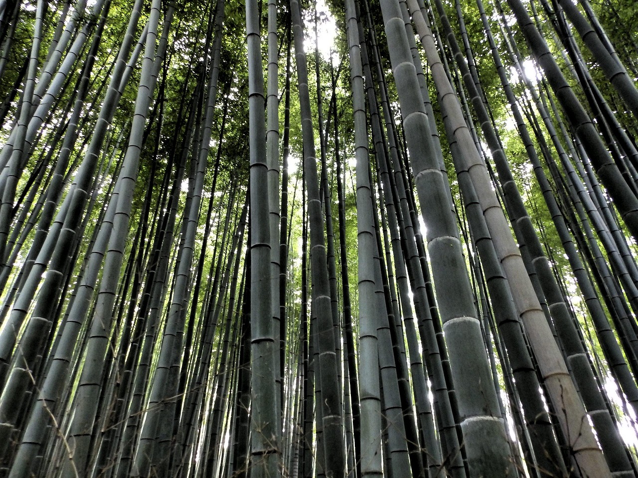 Arashiyama Bamboo Forest and nature-focused fun things with a quiet morning walk