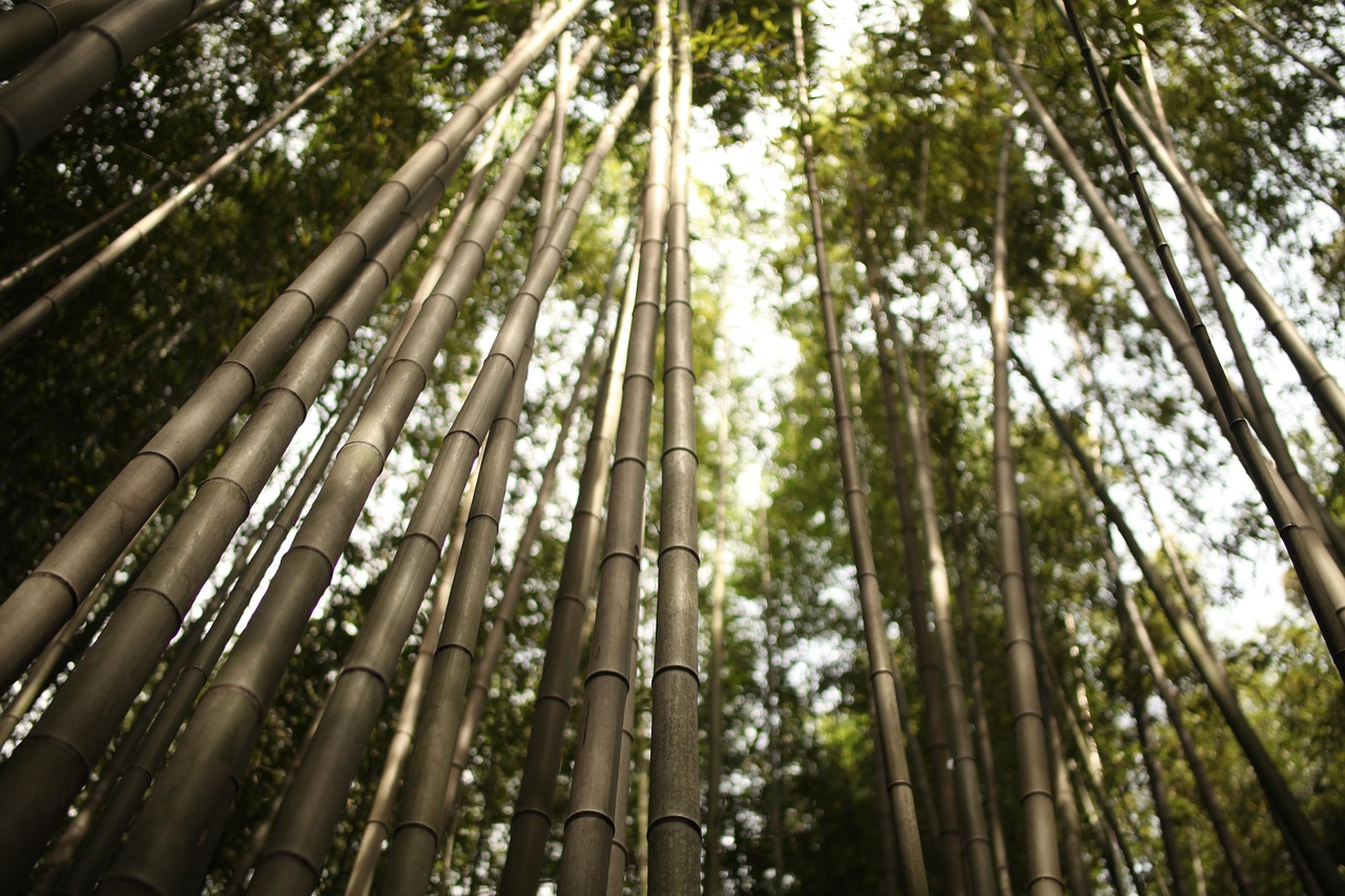 Arashiyama Bamboo Grove and the Art of Stillness with tall bamboo in soft light