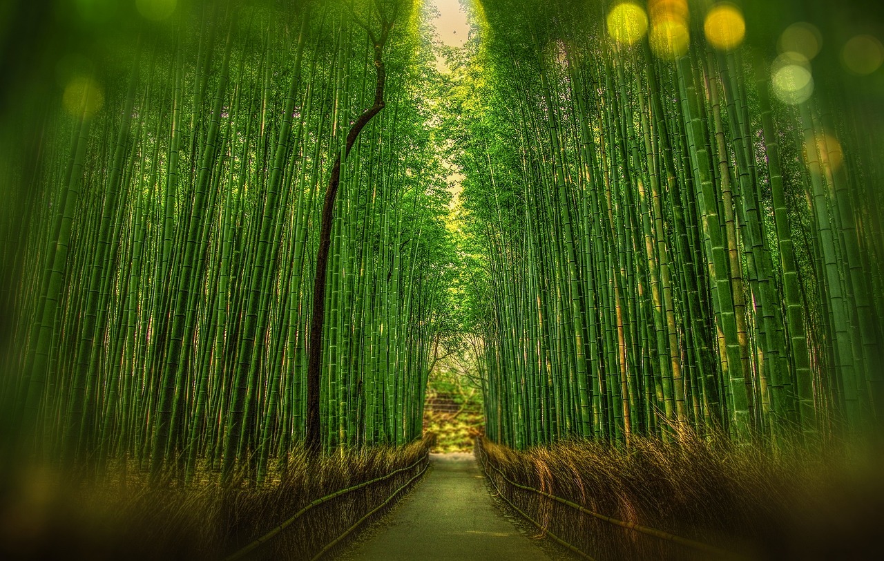Arashiyama Bamboo Grove and Nature Escapes Early in the Morning in Kyoto