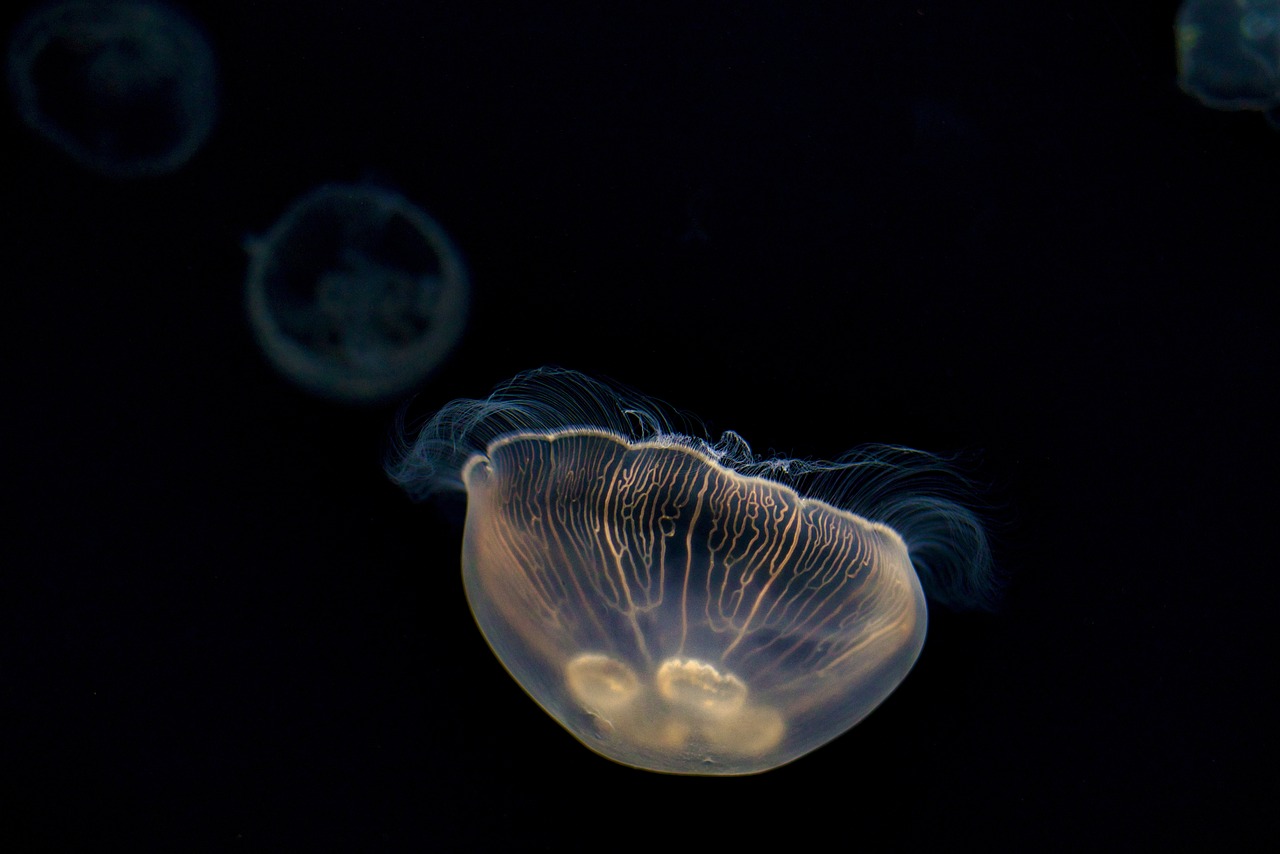 Kaiyukan in Osaka and why this aquarium feels like an adventure