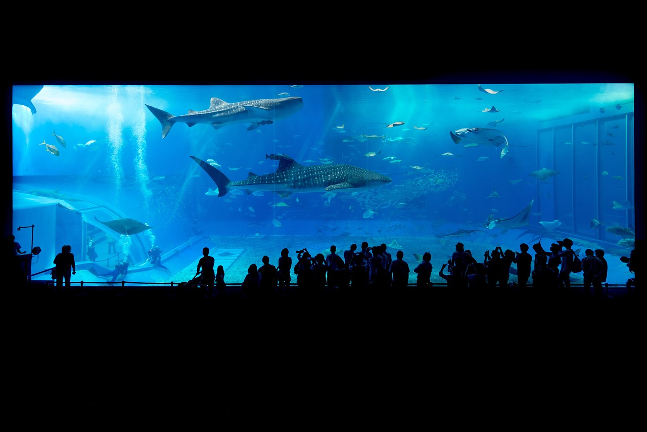 Pacific Ocean tank views and the whale shark moment at Kaiyukan