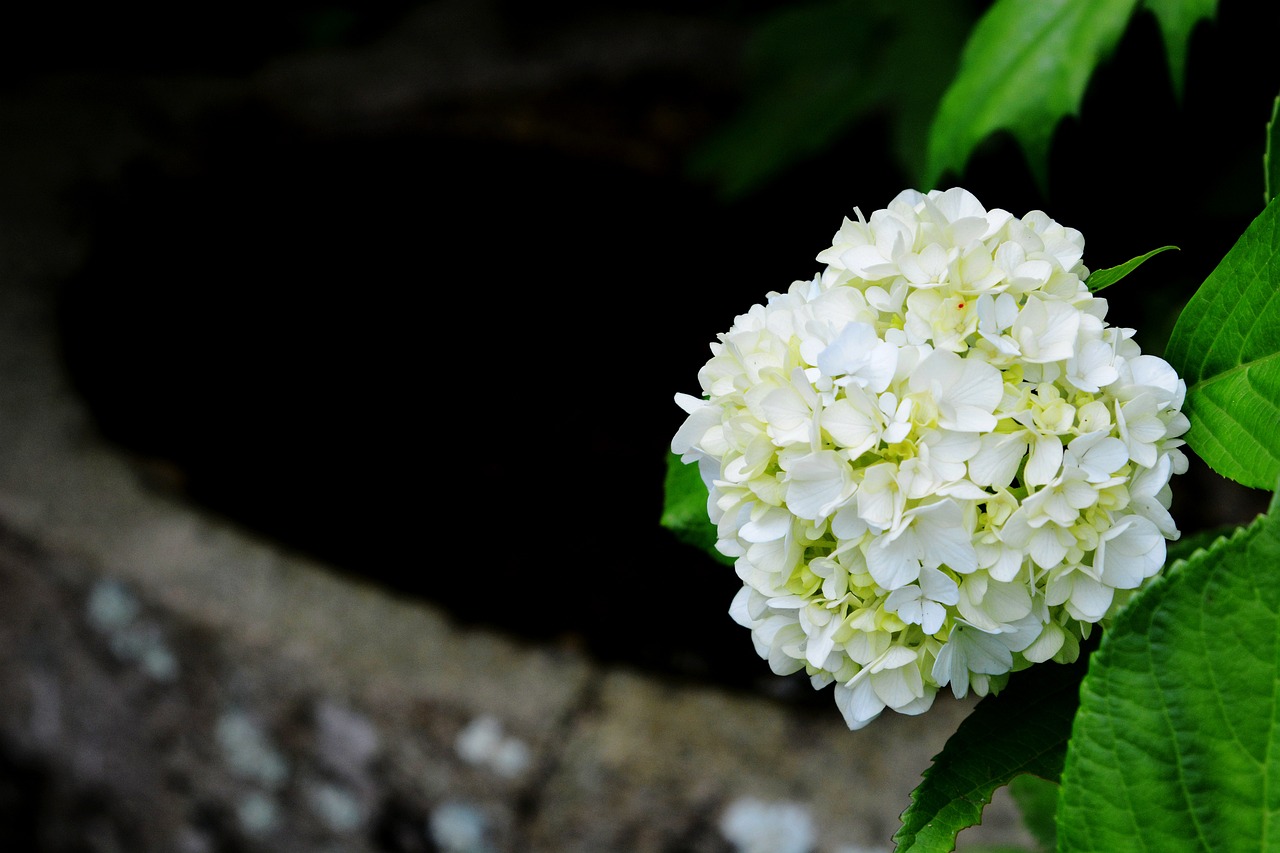 Scenic Gardens and June Hydrangea Season Above the Coast at Hasedera Temple