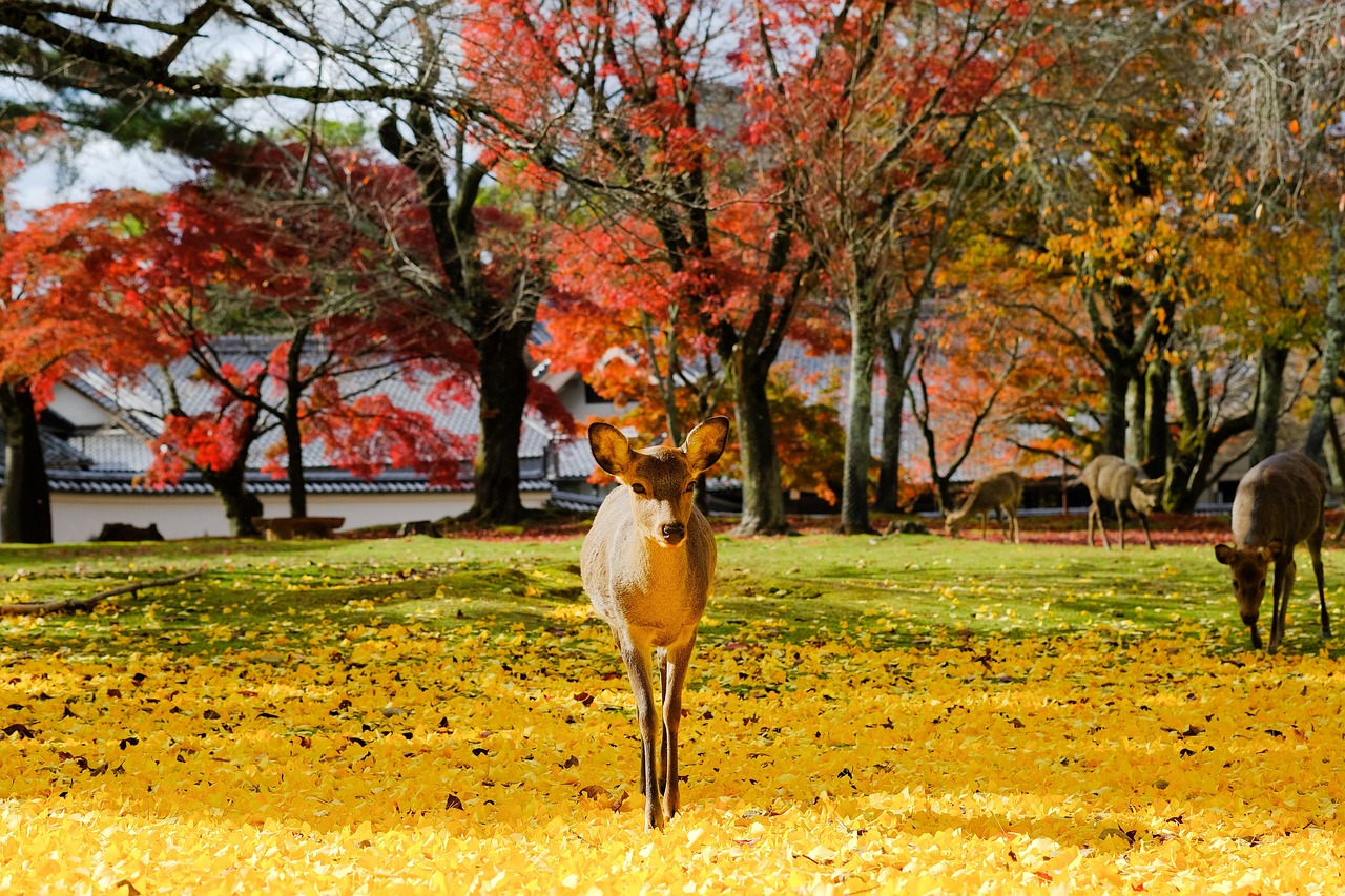 Nara Park deer and the Kasugayama Primeval Forest walk from Kasuga Taisha