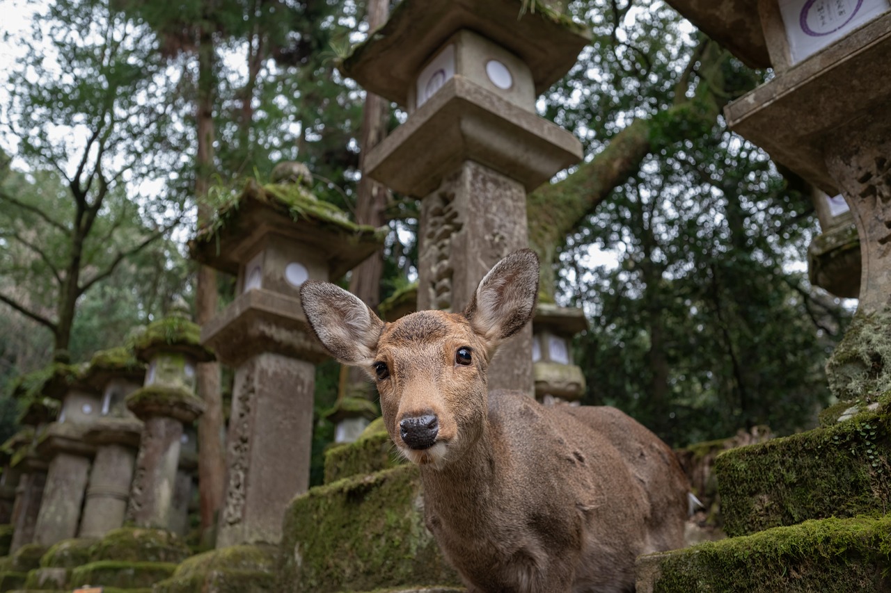 Nara Park Deer Park Encounters With Care among peaceful lawns and ancient temples