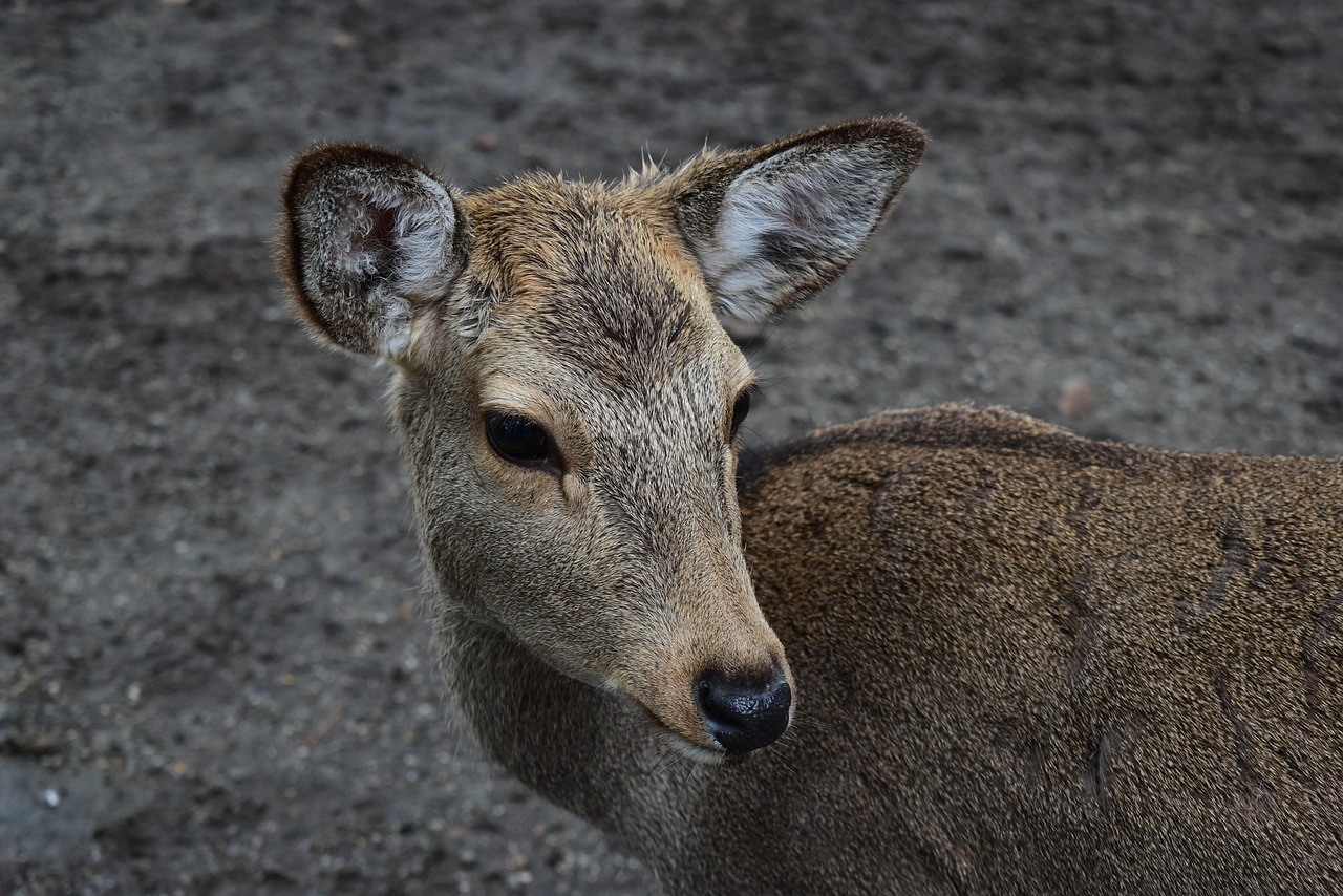 Nara Park Deer Park Isuien Garden Itinerary for a Restorative Pause