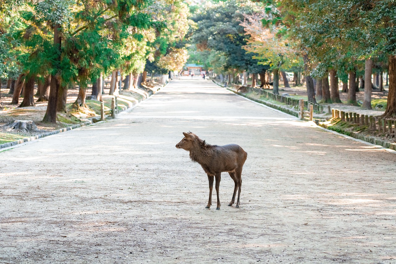 Visit Nara City Day Trip from Kyoto or Osaka with a calm, designer pace
