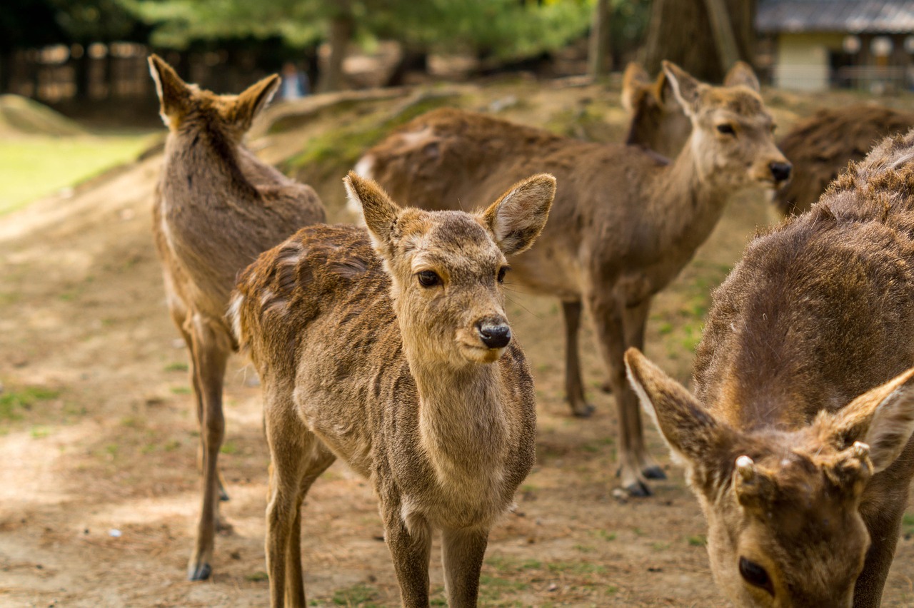 Nara Park Deer Encounters and Isuien Garden for a refined stroll