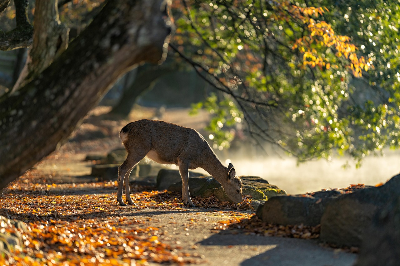 Explore Nara Park deer near Todaiji Temple in Nara, Japan with care and calm