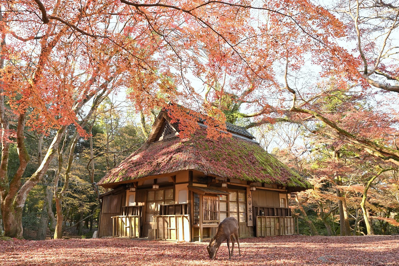 Mount Misen trails with deer encounters and Miyajima Ropeway views