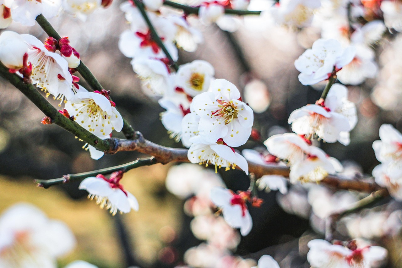 Spring blooms at Odawara bairin