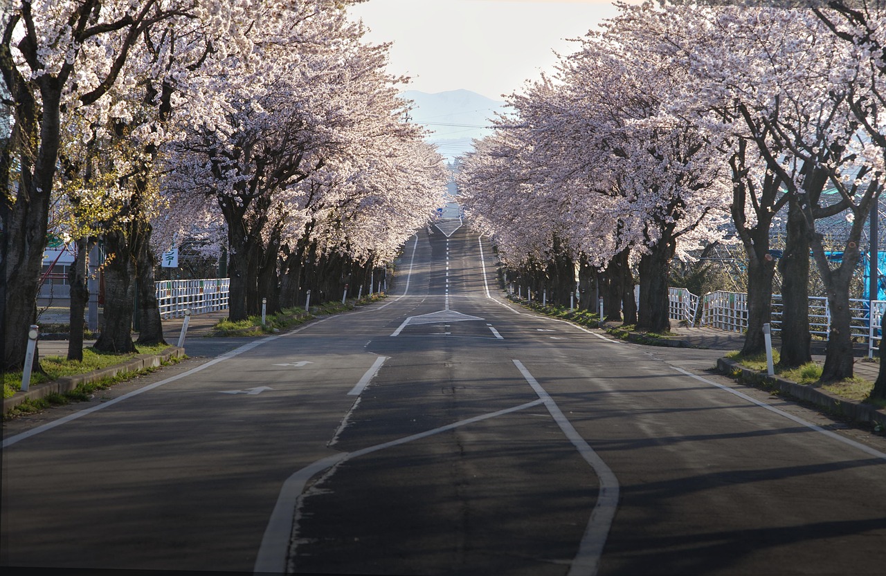 Hokkaido itinerary planning a trip by season with blossom-lined walks