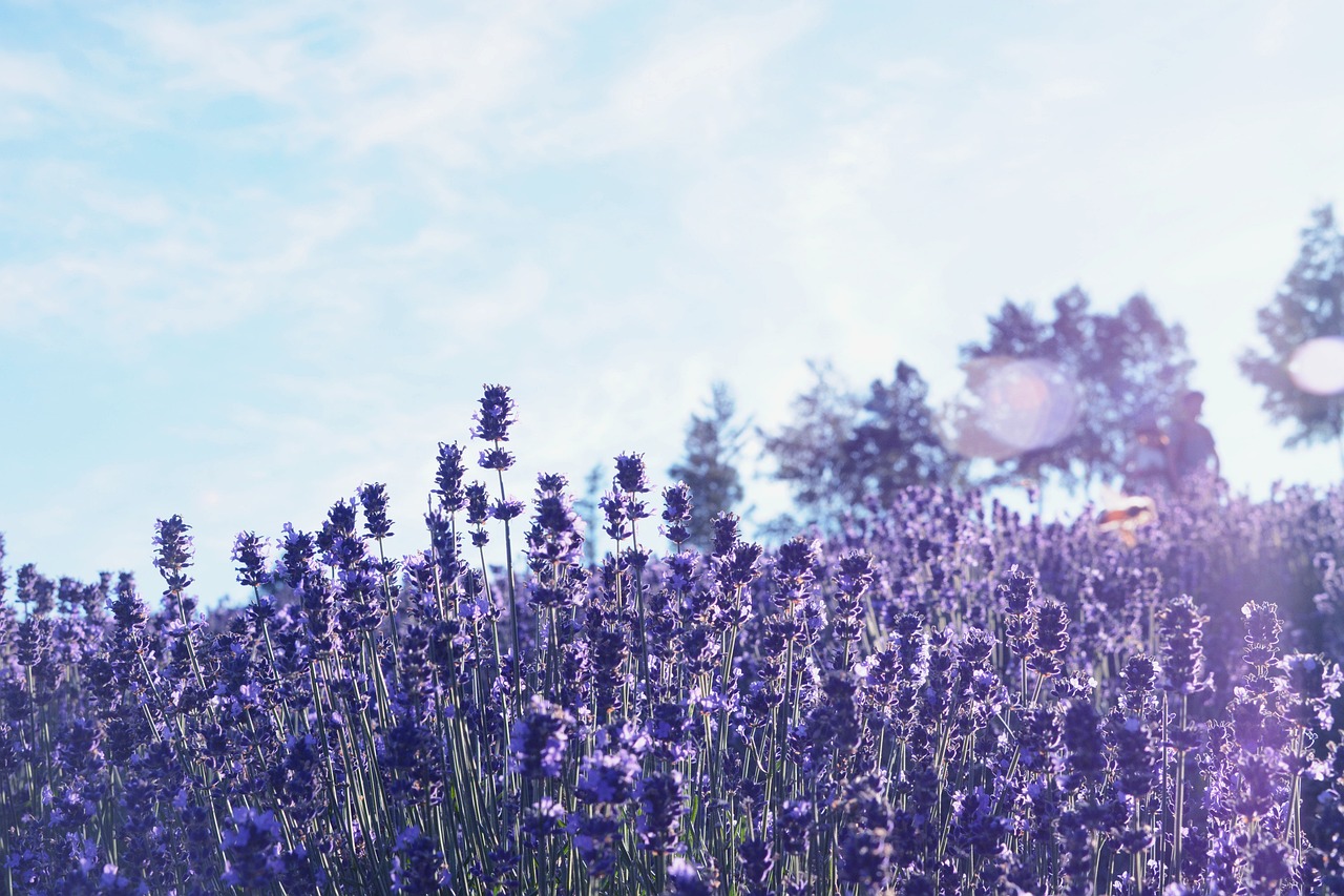 Summer Hokkaido tour through Furano and Biei with lavender horizons