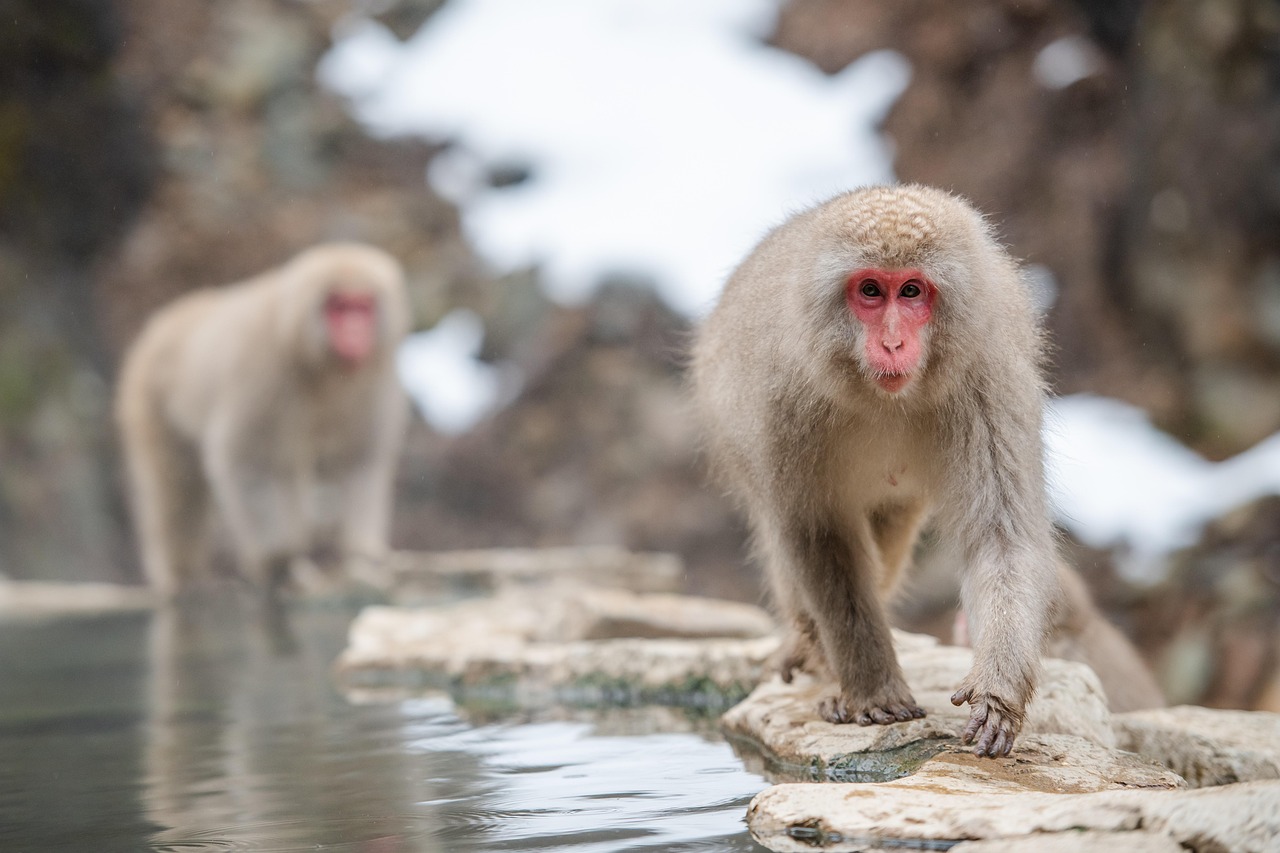 Meet the Snow Monkeys of Jigokudani in Japan and the Japanese Macaque in Nagano