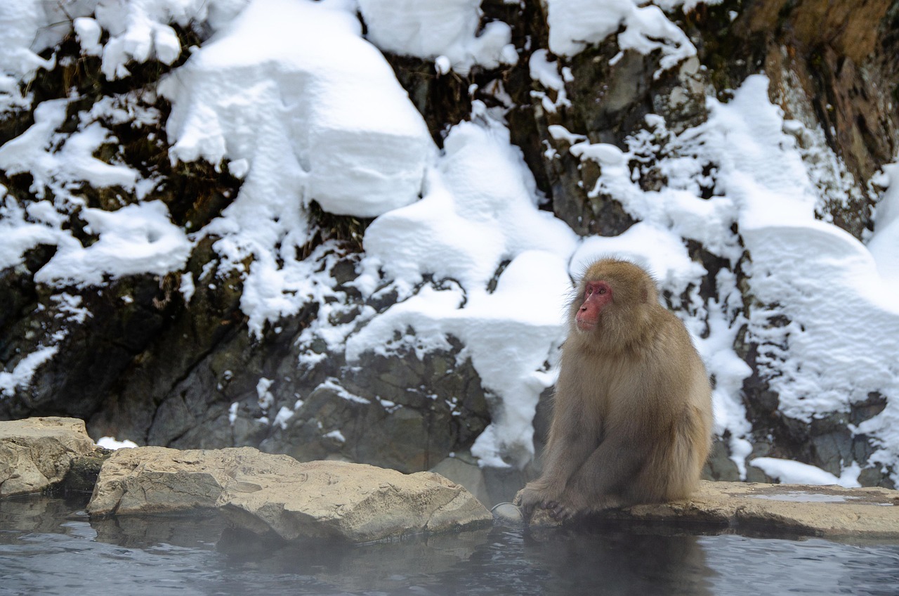 Best Time to See Snow Monkeys in Japan at Jigokudani Snow Monkey Park in Winter