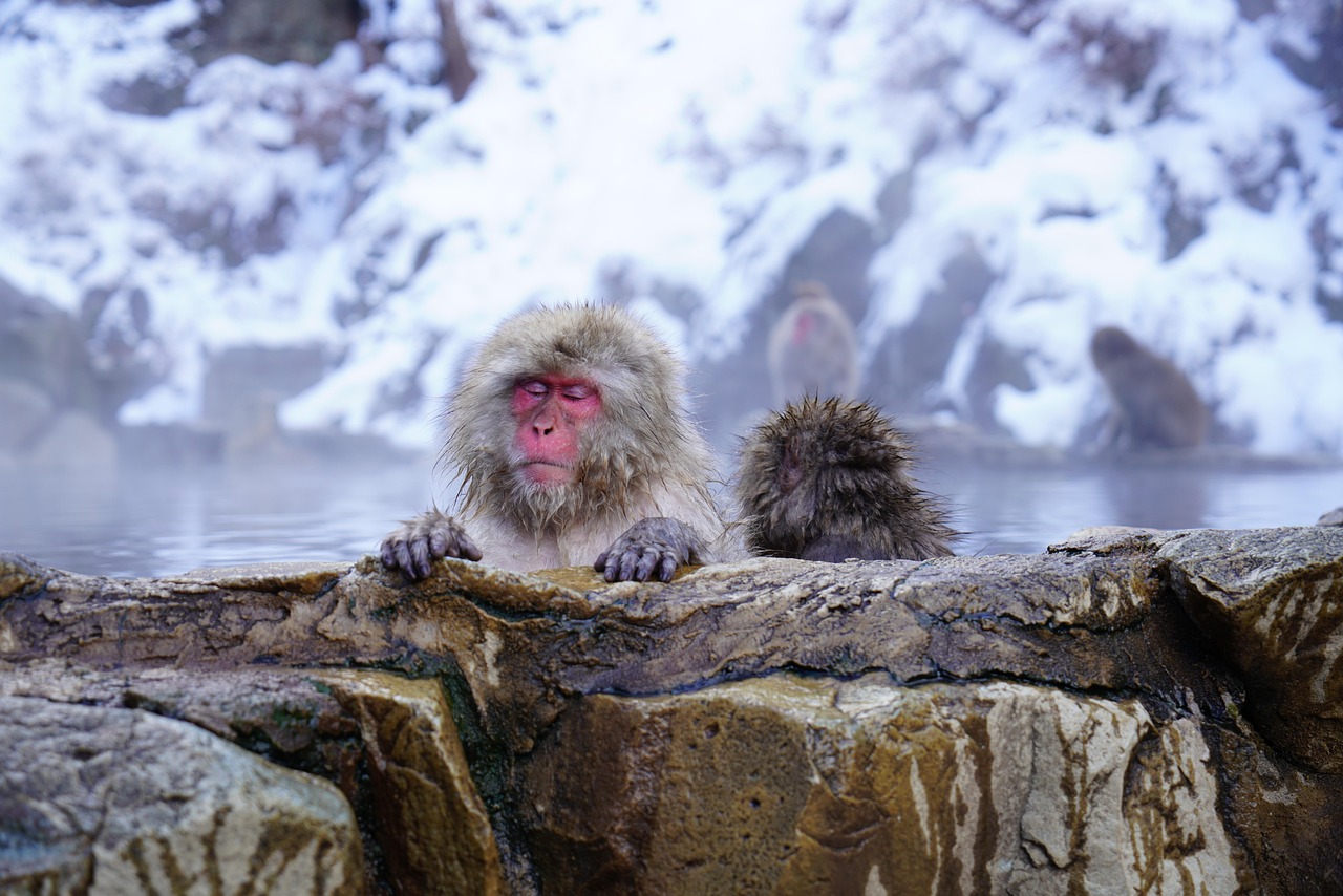 Planning a Trip to Jigokudani Monkey Park from Nagano Station to Yudanaka Station Japan