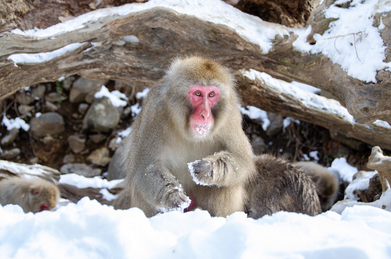 Snow Monkey Park Walk Trail Leading to Jigokudani Snow Monkey Park Japan
