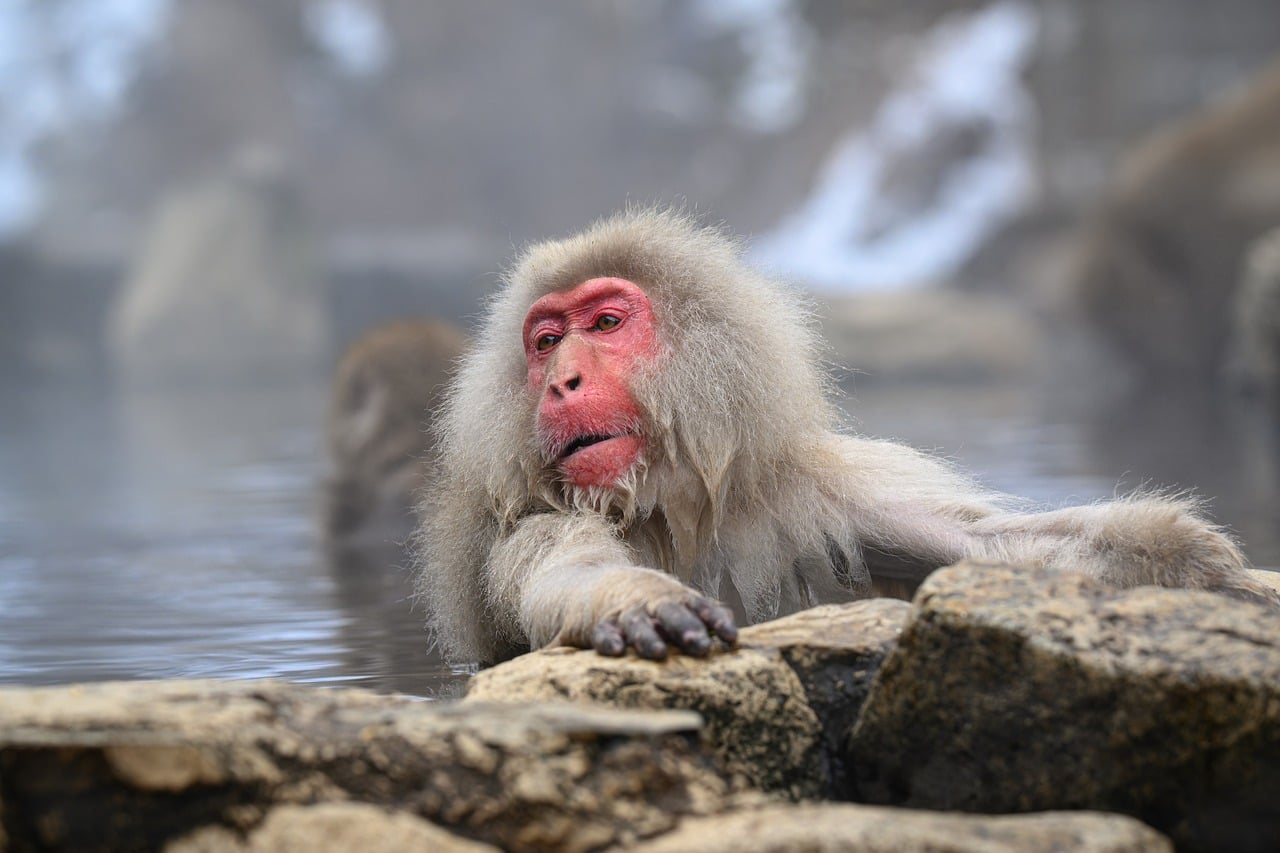 Jigokudani Snow Monkey Park Hot Spring Onsen Monkeys Bathing Japan